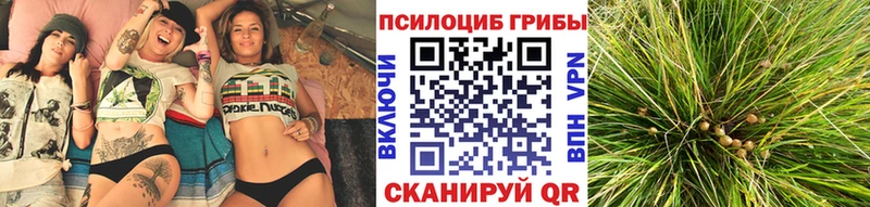 Галлюциногенные грибы Psilocybine cubensis  Бавлы 